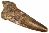 Fossil Spinosaurus Tooth - Real Dinosaur Tooth #360112-1